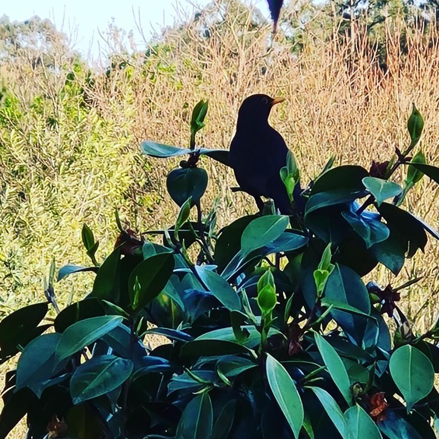 Quinta Jr - Casa De Campo Carregal  Eksteriør billede