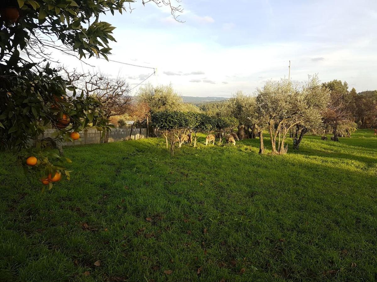 Quinta Jr - Casa De Campo Carregal  Eksteriør billede